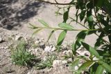 genus Salix