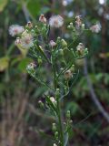 Conyza canadensis. Верхушка плодоносящего побега. Ульяновск, Заволжский р-н, опушка широколиственного леса. 11.08.2025.