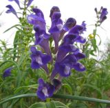 Scutellaria baicalensis. Соцветие. Читинская обл., Акшинский р-н, окр. пос. Курулга. 30.06.2004.