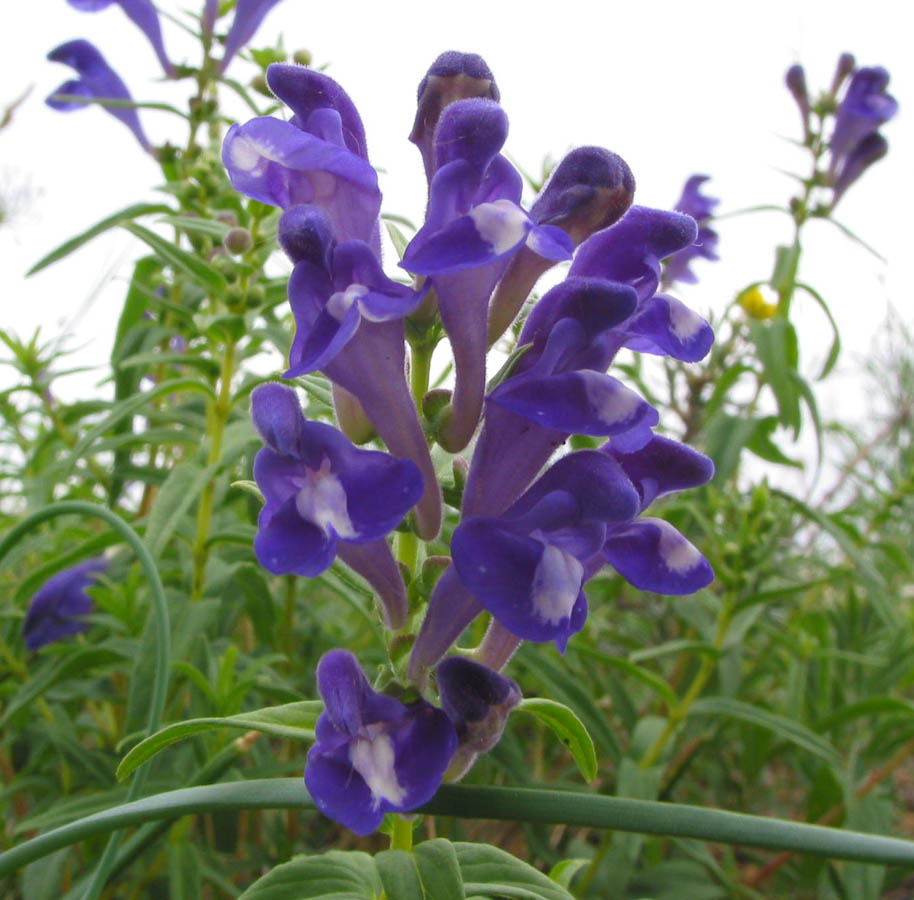 Изображение особи Scutellaria baicalensis.