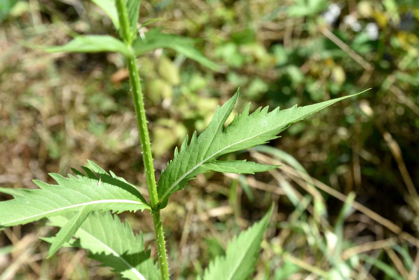 Image of Dipsacus gmelinii specimen.