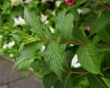 genus Weigela. Верхушка побега. Москва, Белорусский вокзал, в озеленении. 21.07.2025.