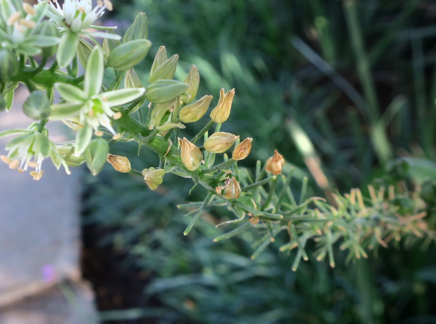 Image of genus Albuca specimen.