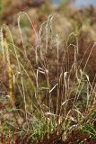 Elymus sibiricus. Растение с сухими соплодиями (внизу - соплодия Rumex). Приморский край, Уссурийский ГО, окр. ж.-д. пл. 9194 км, дол. р. Раздольная на левом берегу, пойма, песчано-галечниковые отложения. 22.09.2025.