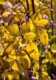 Thalictrum delavayi. Лист (вид на адаксиальную сторону) в осенней окраске и сидящими на абаксиальной поверхности тлями. Пермь, Ленинский р-н, набережная Камы, в озеленении. 1 сентября 2024 г.