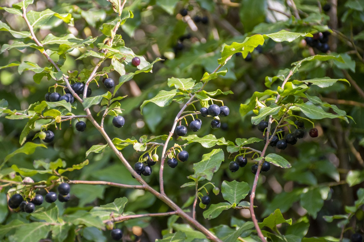 Изображение особи Vaccinium arctostaphylos.