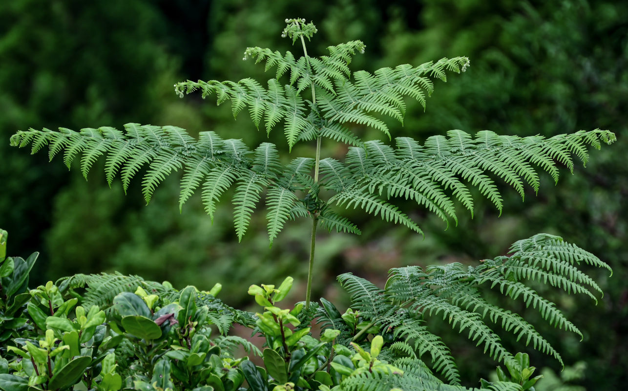 Изображение особи Pteridium aquilinum.