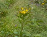 семейство Asteraceae