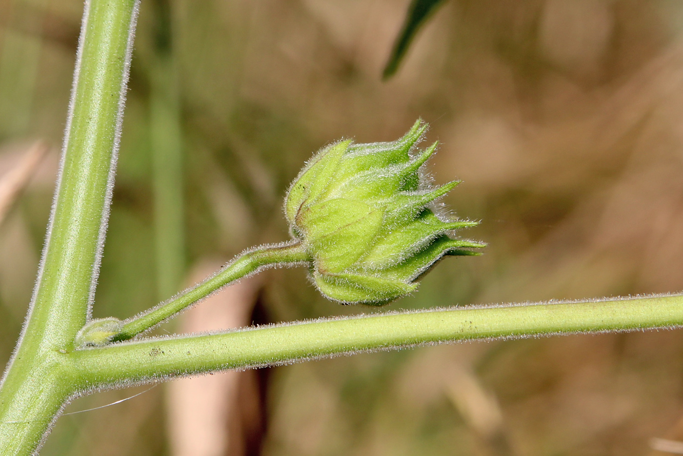 Изображение особи Abutilon theophrasti.