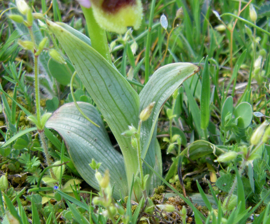 Изображение особи Ophrys tenthredinifera ssp. ficalhoana.