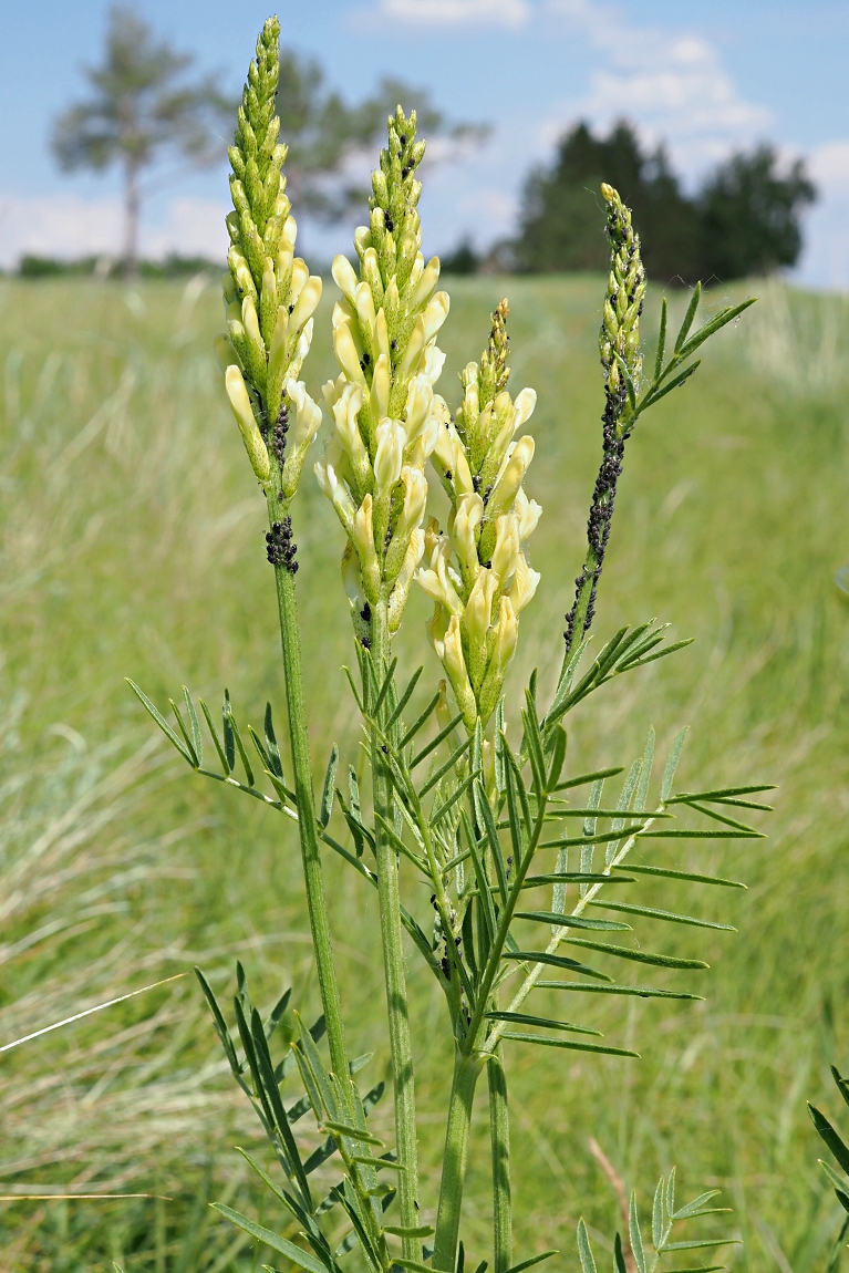 Image of Astragalus asper specimen.