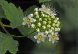 Physocarpus opulifolius. Соцветие с бутонами и цветками (некоторые цветки и бутоны 6-членные). Московская обл., Раменский р-н, окр. дер. Хрипань, садовый участок. 08.06.2025.