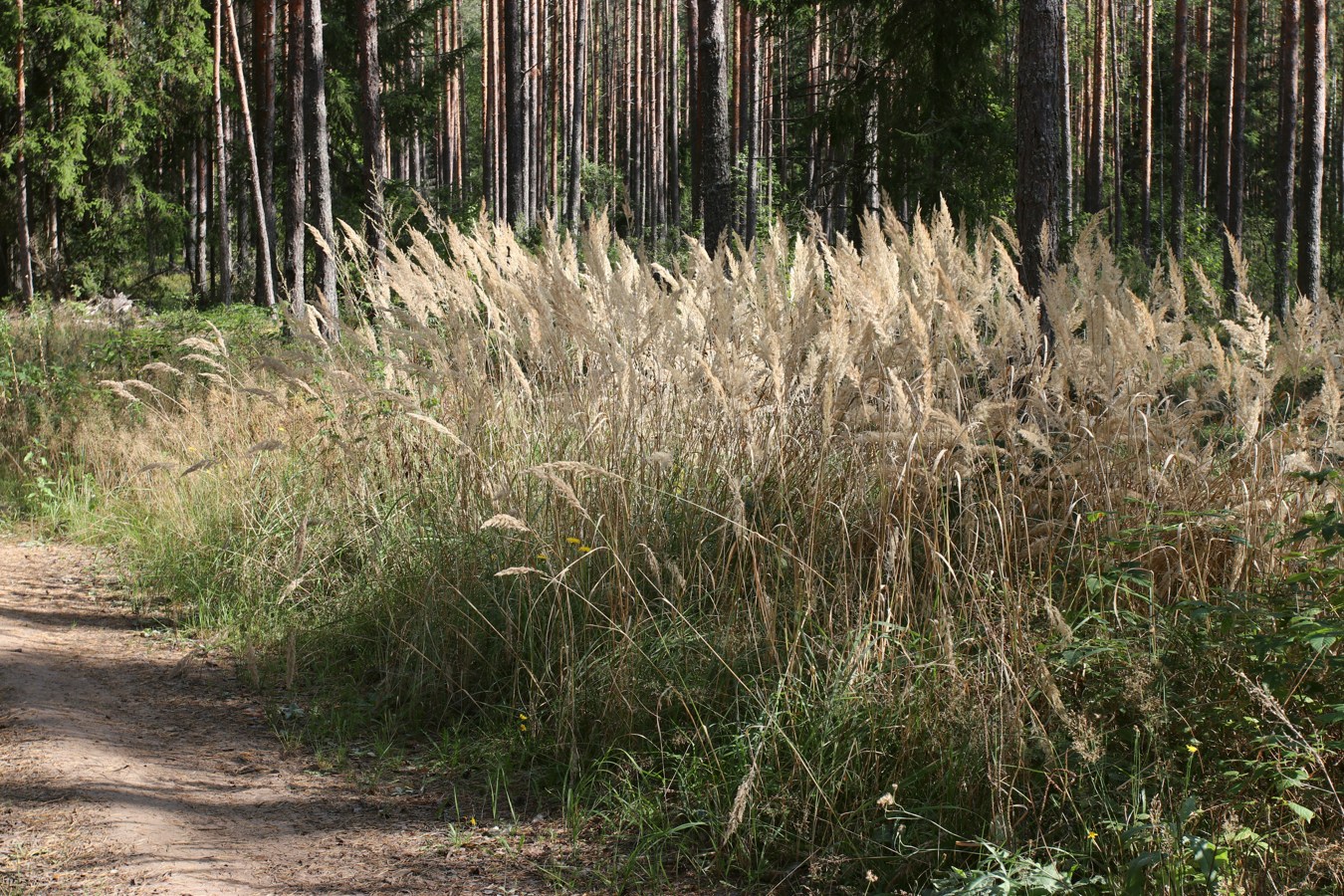 Изображение особи Calamagrostis epigeios.