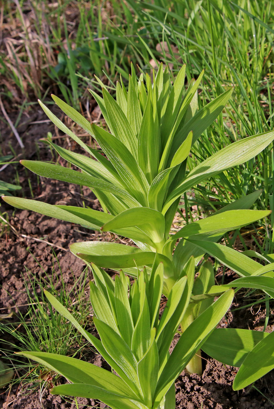 Image of Lilium monadelphum specimen.