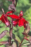 Lobelia cardinalis. Часть цветущего растения. Белгородская обл., пос. Ракитное, ул. Сосновая, 2, в культуре. 10 августа 2023 г.