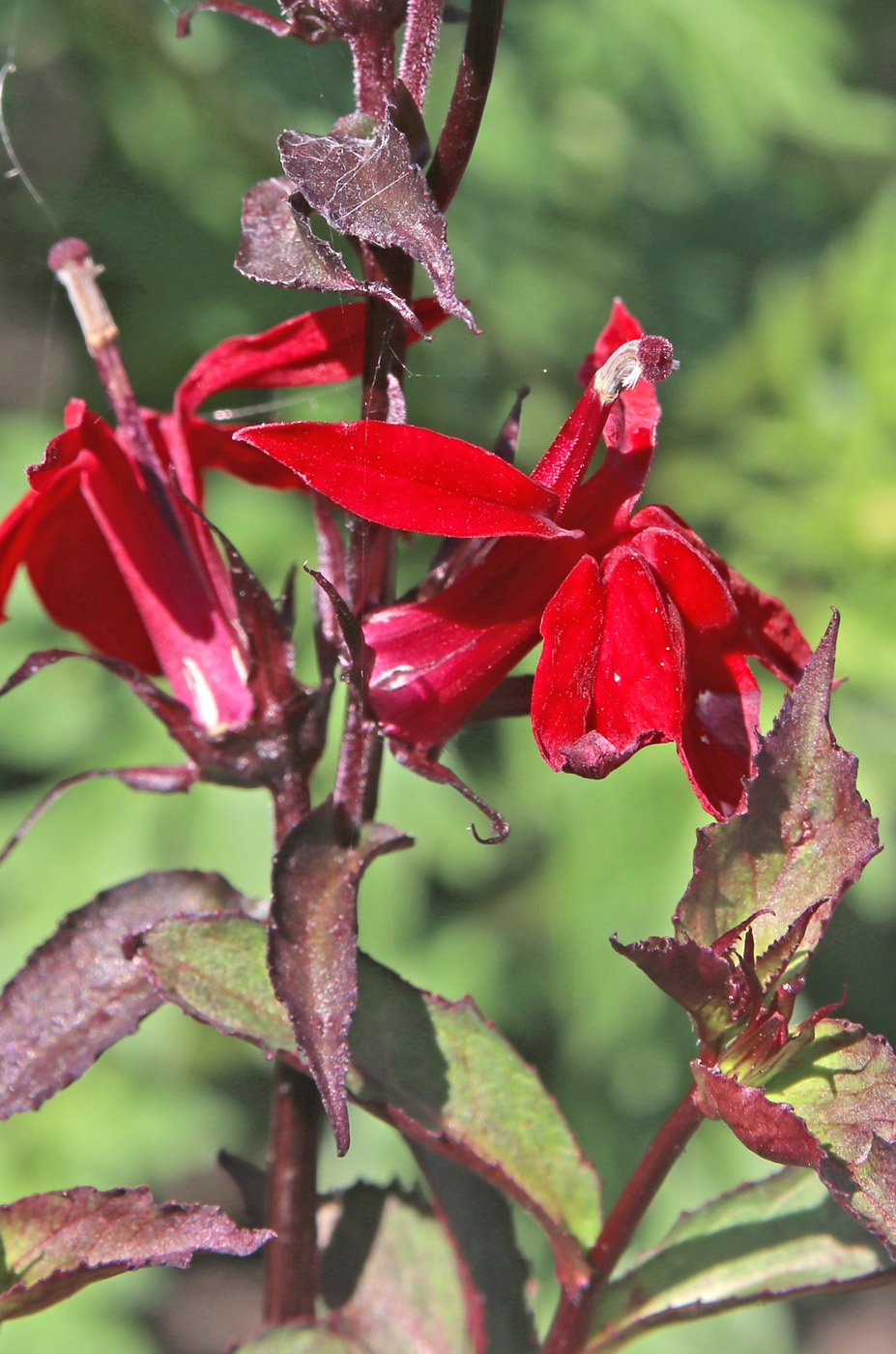Image of Lobelia cardinalis specimen.