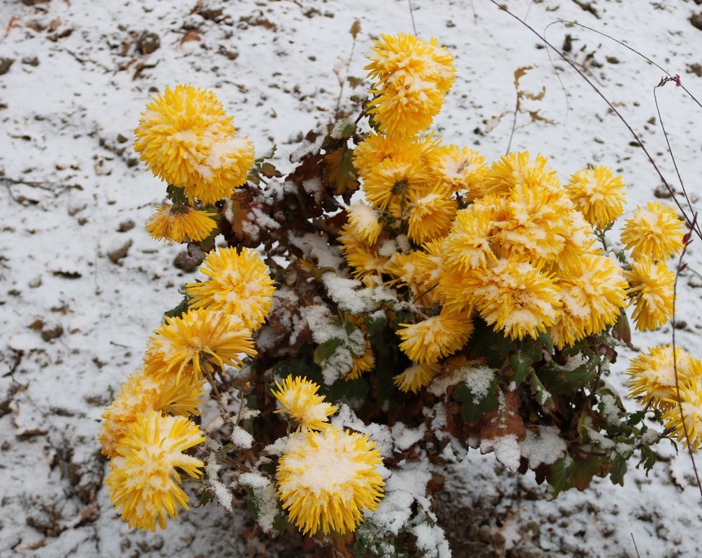 Изображение особи Chrysanthemum morifolium.