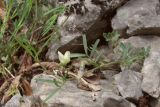 Lathyrus saxatilis