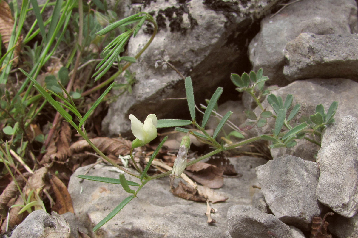 Изображение особи Lathyrus saxatilis.