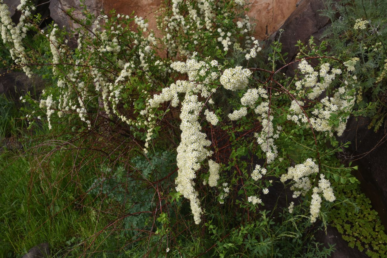 Изображение особи род Spiraea.