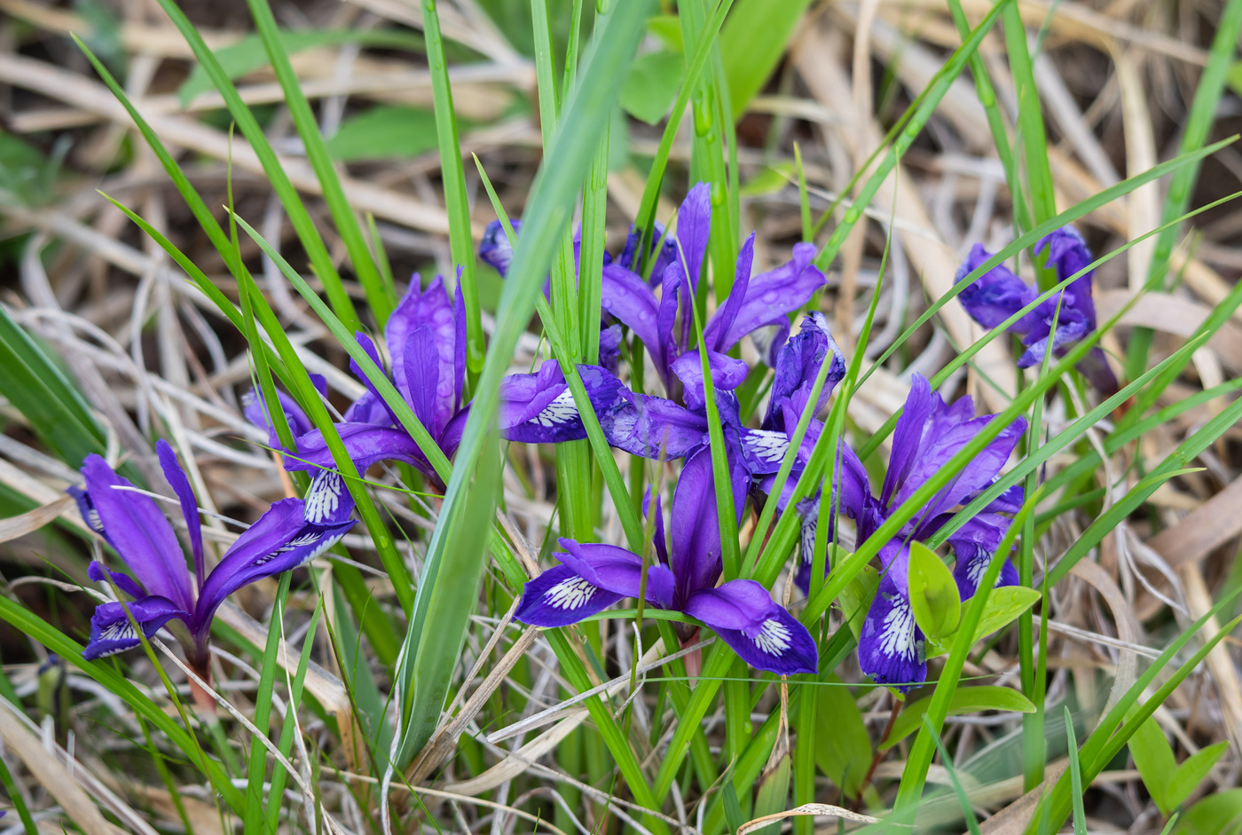 Изображение особи Iris uniflora.