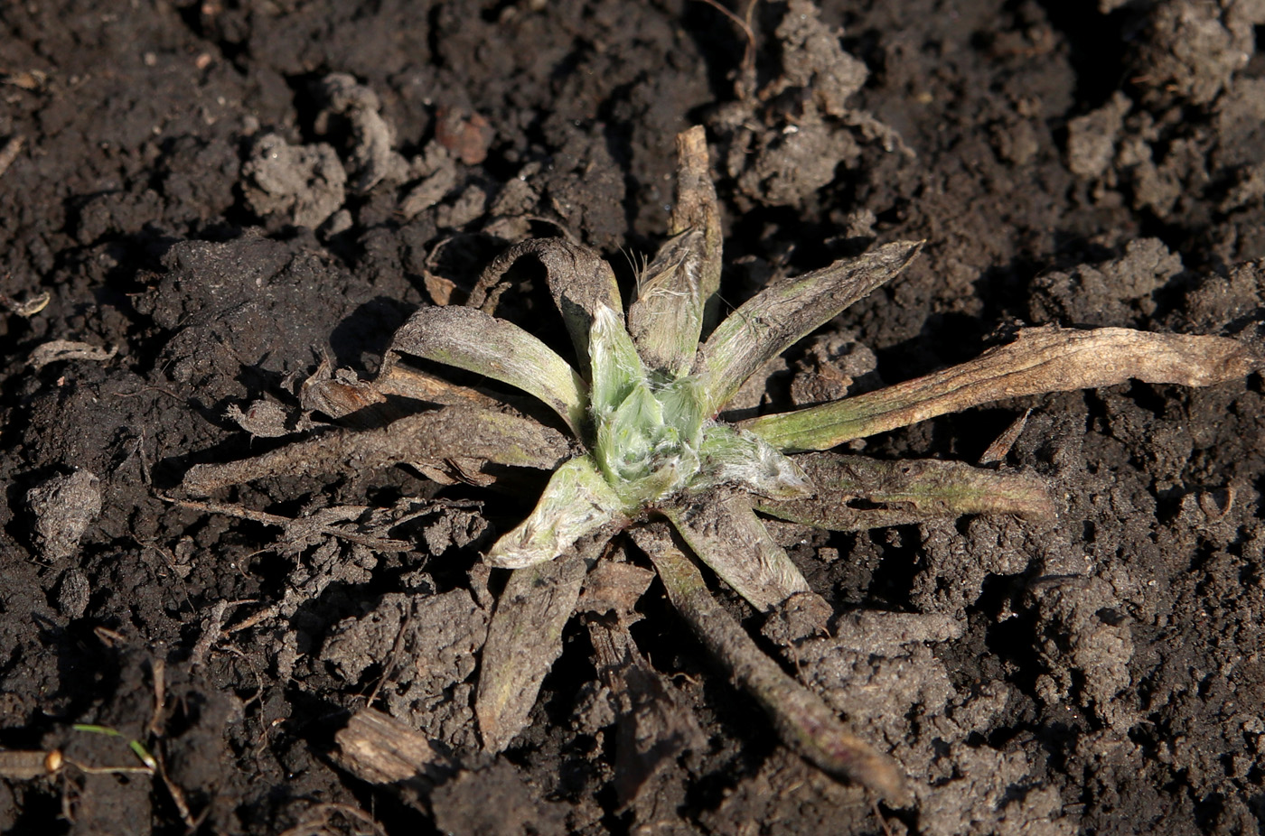 Image of Plantago nivalis specimen.