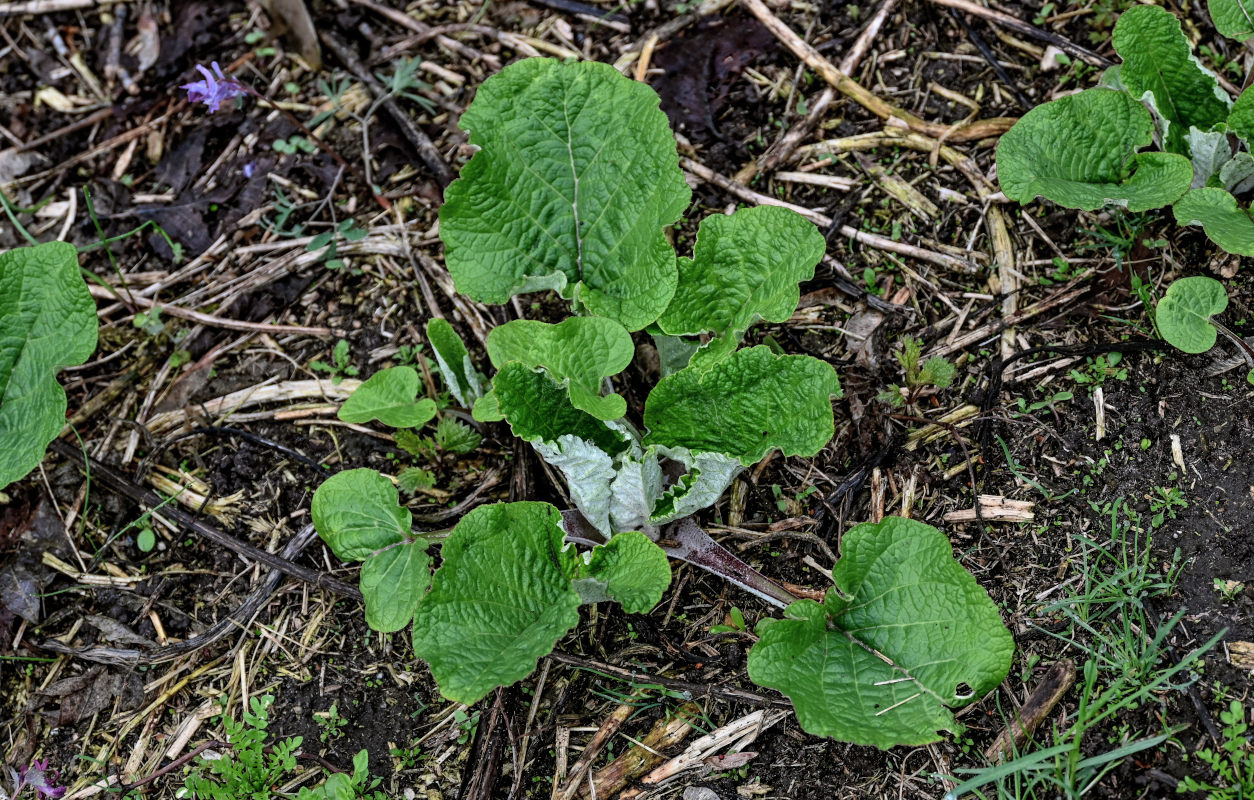 Image of genus Arctium specimen.