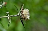 Carlina salicifolia