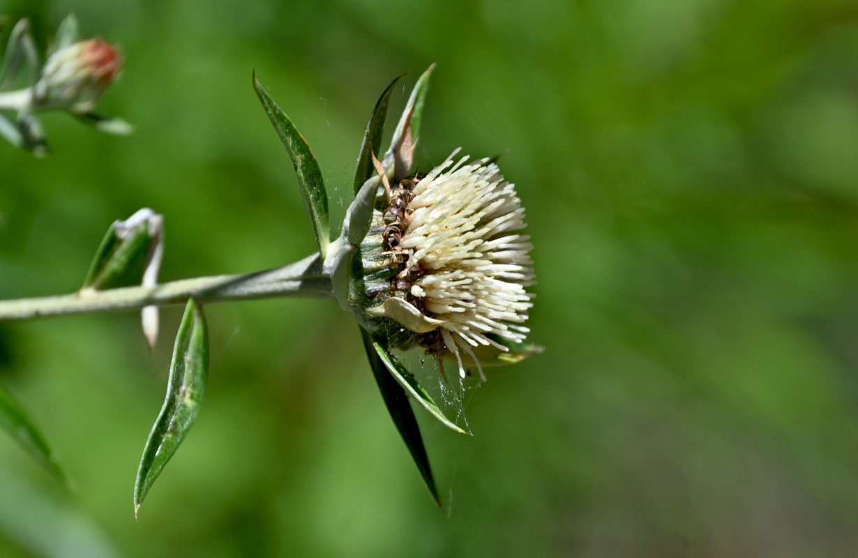 Image of genus Carlina specimen.