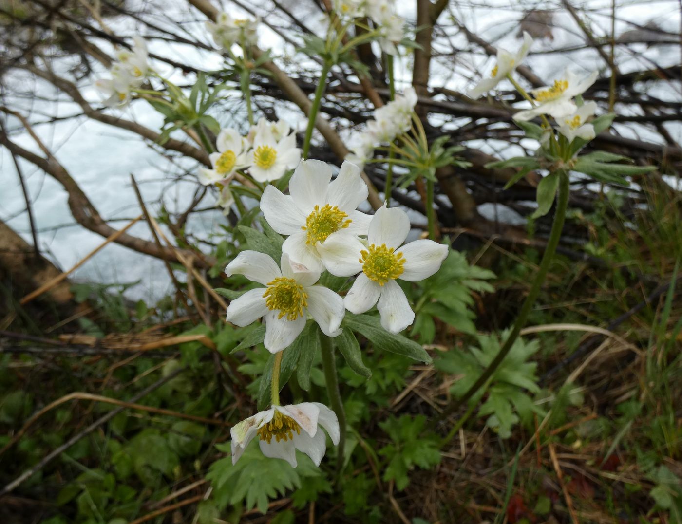 Image of Anemonastrum protractum specimen.