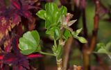 Pelargonium peltatum. Верхушка побега с отцветшим цветком и листьями. Москва, уличное озеленение. 19.09.2025.