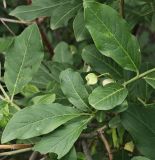 Euonymus europaeus. Побег с созревающим плодом и погрызенным листом. Волгоград, берег Волго-Донского канала, между шлюзами №№ 2 и 3, на склоне долины рукотворного ручья. 02.06.2026.