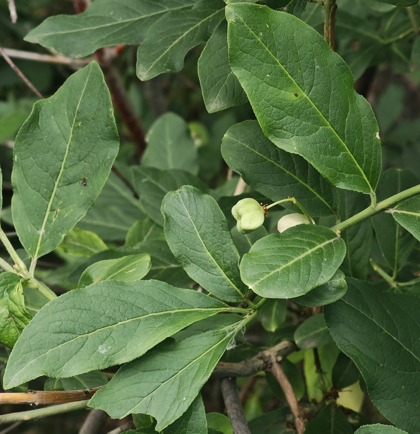 Image of Euonymus europaeus specimen.