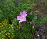 genus Rosa. Верхушка растения с цветком и бутоном. Карелия, г. Петрозаводск, ур. Чёртов Стул, на скальном плато. 07.06.2026.