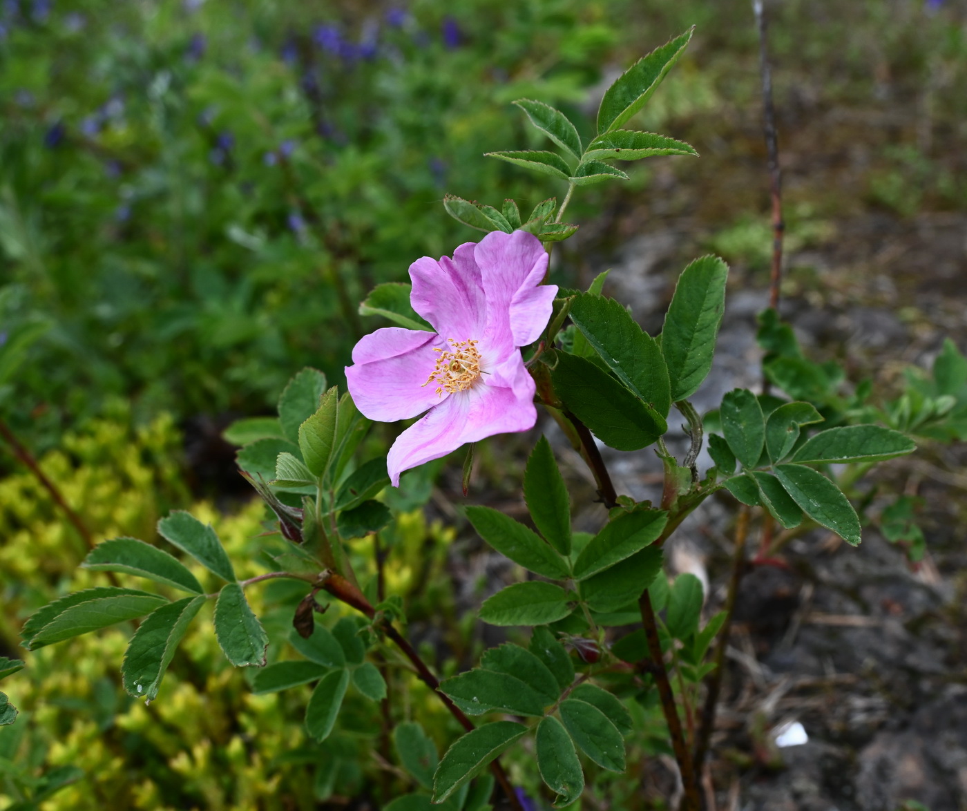 Image of genus Rosa specimen.