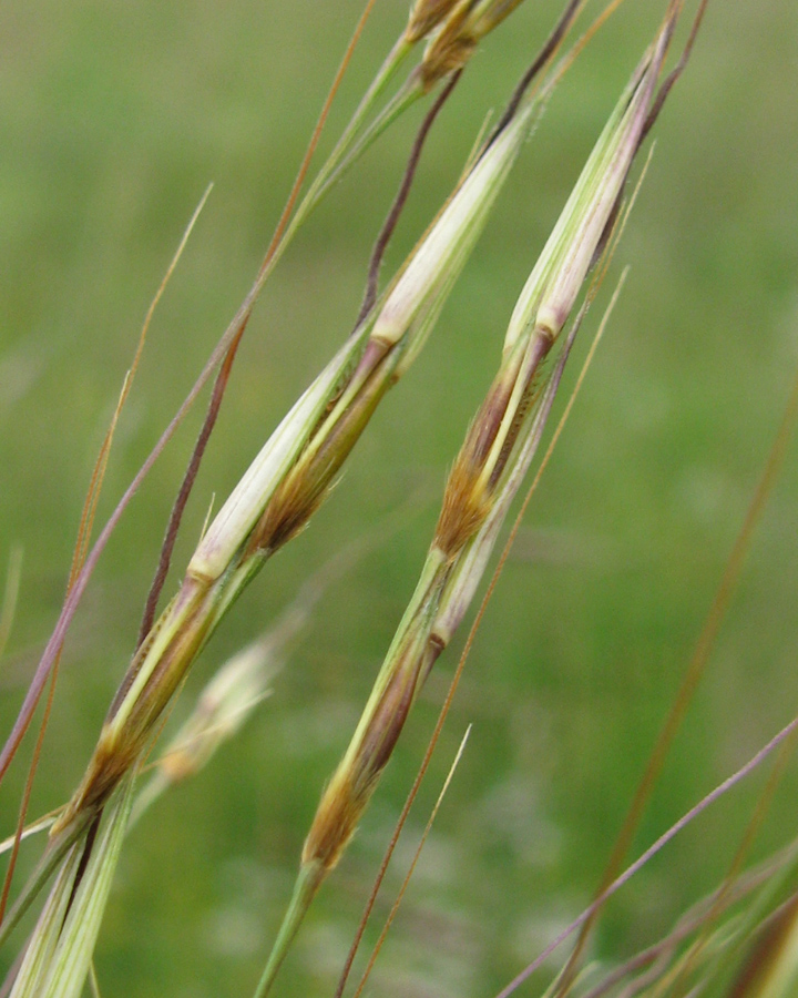 Изображение особи Chrysopogon gryllus.