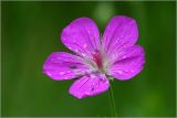 Geranium palustre. Цветок с каплями дождя. Московская обл., Раменский р-н, окр. дер. Хрипань, садовый участок. 14.06.2026.