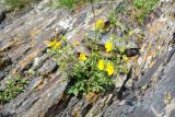 genus Potentilla