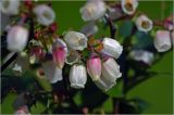 Vaccinium corymbosum