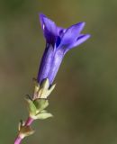 Gentiana jamesii. Верхушка побега с цветком. Хабаровский край, р-н имени Лазо, массив горы Ко, гора Столовая, выс. ≈ 1920 м н.у.м., горная тундра. 02.08.2026.