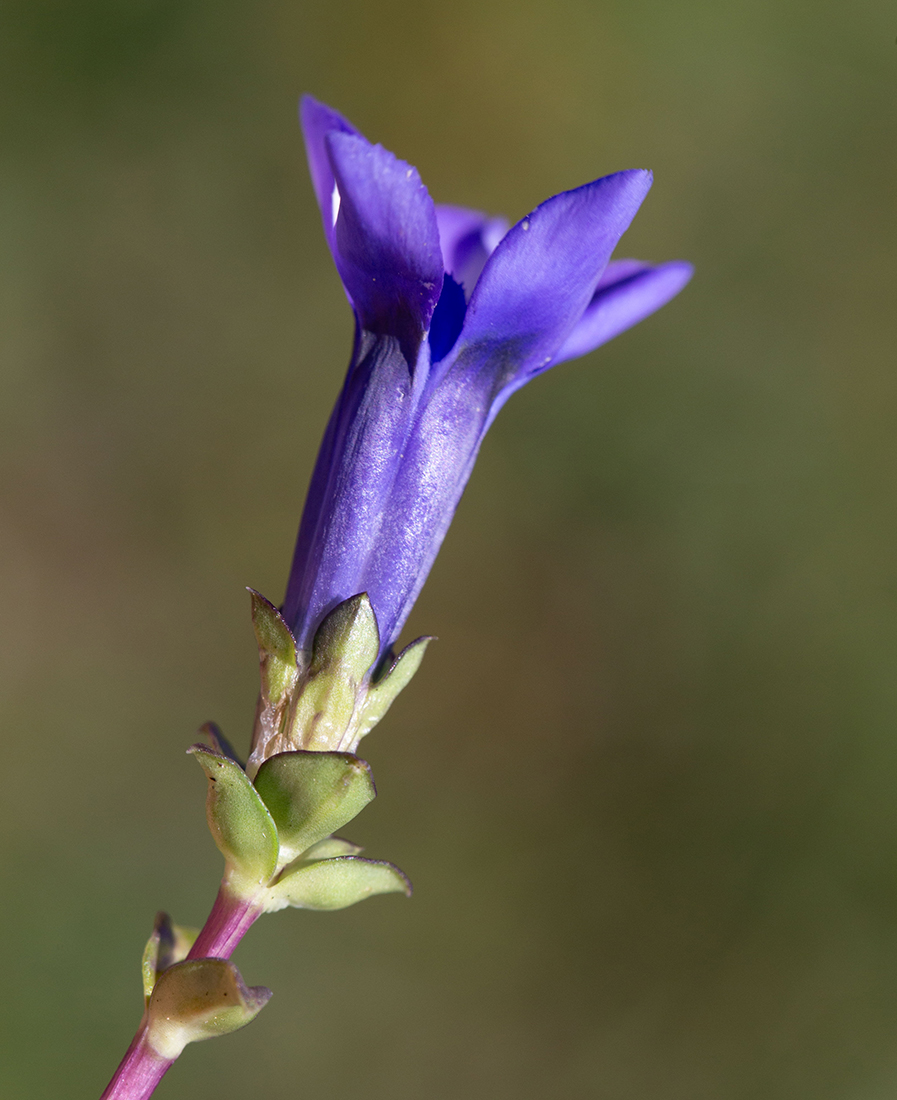 Image of Gentiana jamesii specimen.
