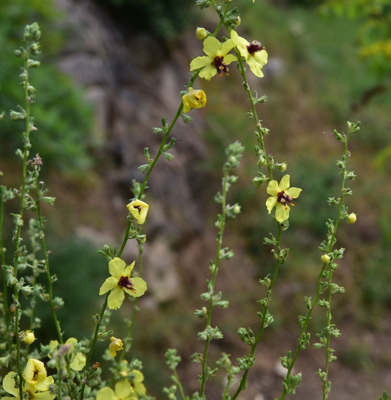 Изображение особи род Verbascum.