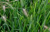 Hordeum leporinum. Верхушки побегов с соплодиями (среди побегов Stenotaphrum secundatum). Португалия, Азорские о-ва, о-в Сан-Мигел, р-н Агуа-де-Пау, каменистое побережье. 14.08.2025.