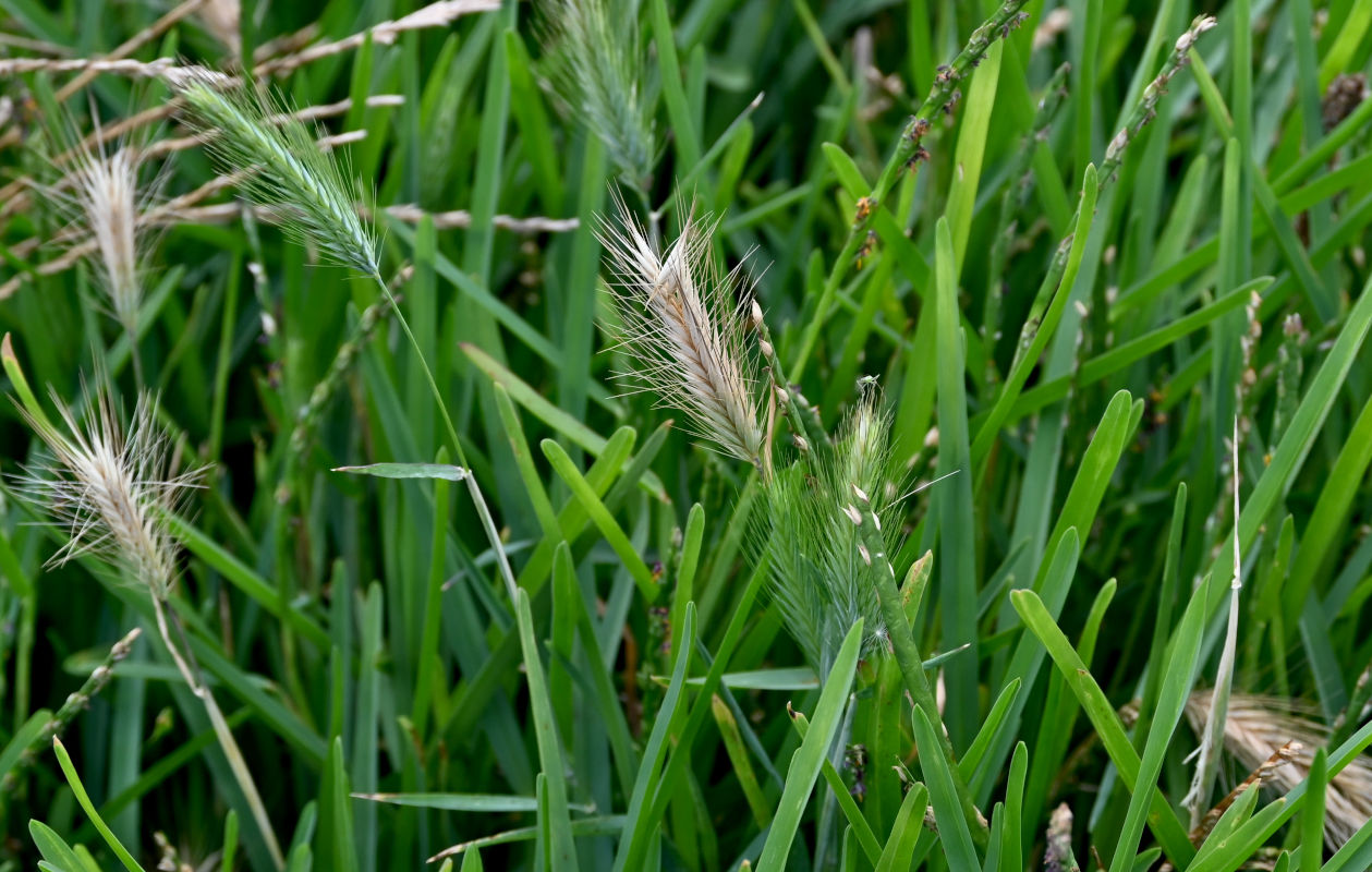 Изображение особи Hordeum leporinum.
