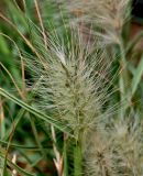 Pennisetum villosum. Соцветие. Португалия, о-в Мадейра, мыс Сан-Лоренцо, сухой склон. 12.06.2026.
