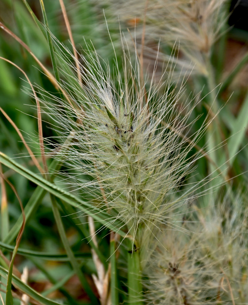 Изображение особи Pennisetum villosum.
