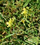unknown species. Верхушка цветущего растения. Турция, ил Артвин, окр. храма Отхта, луг. 13 июня 2026 г.