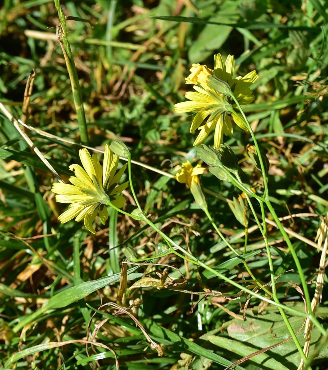 Image of Lapsana intermedia specimen.