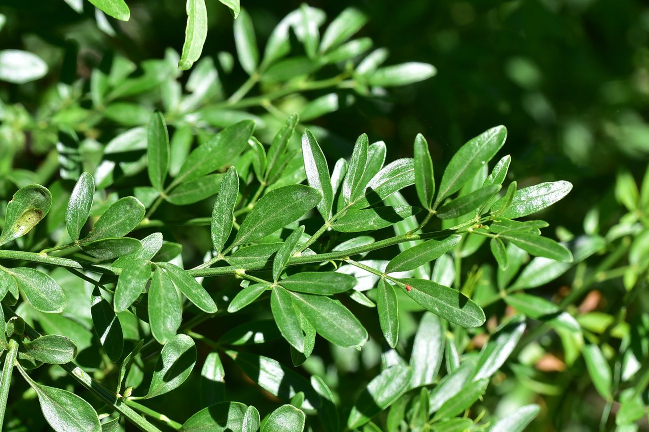 Изображение особи Jasminum fruticans.