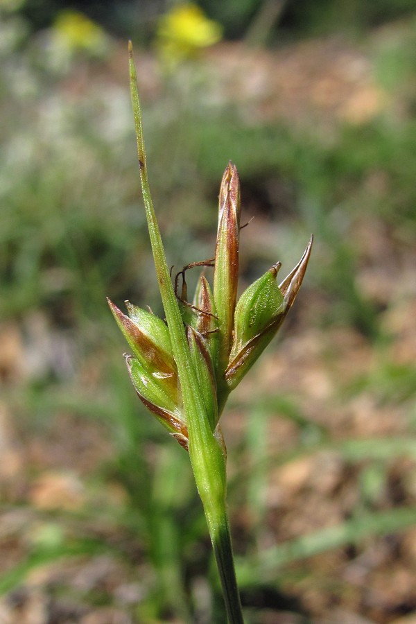 Изображение особи Carex halleriana.